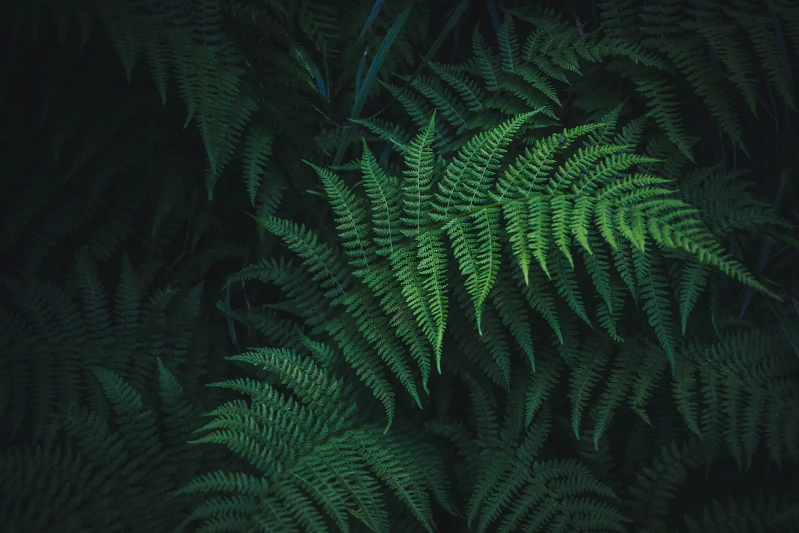 Fern fronds in deep shade