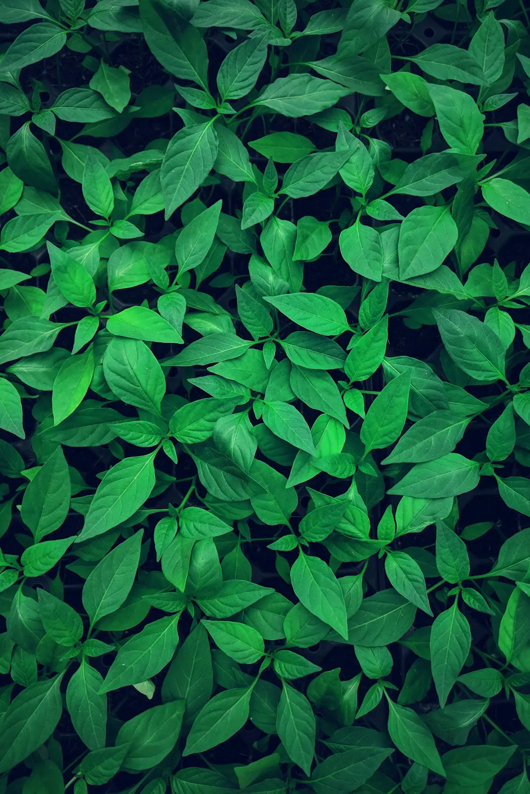 Dense green leaves