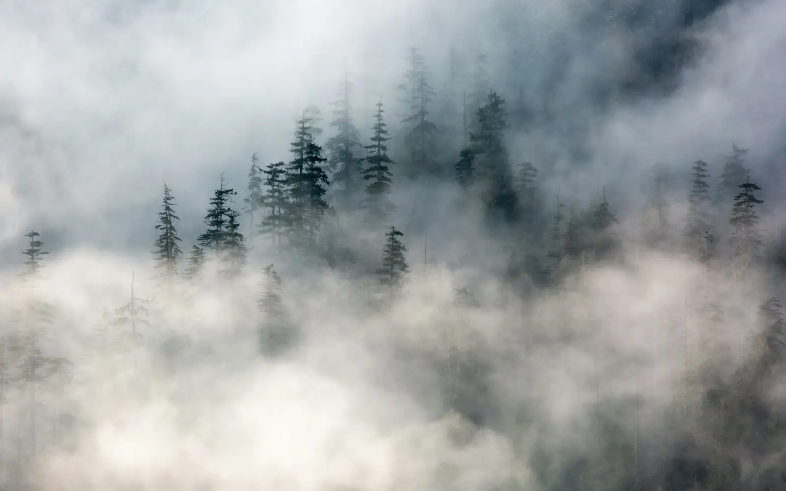 An evergreen forest shrouded in fog