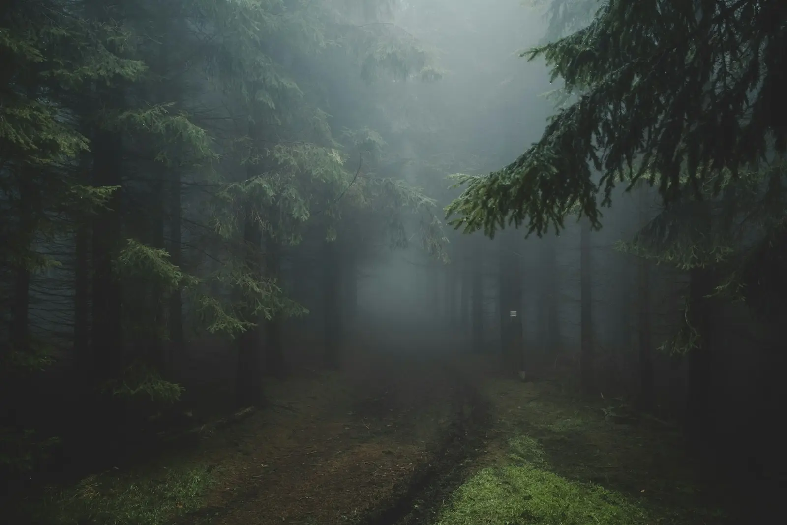 A path through a foggy forest
