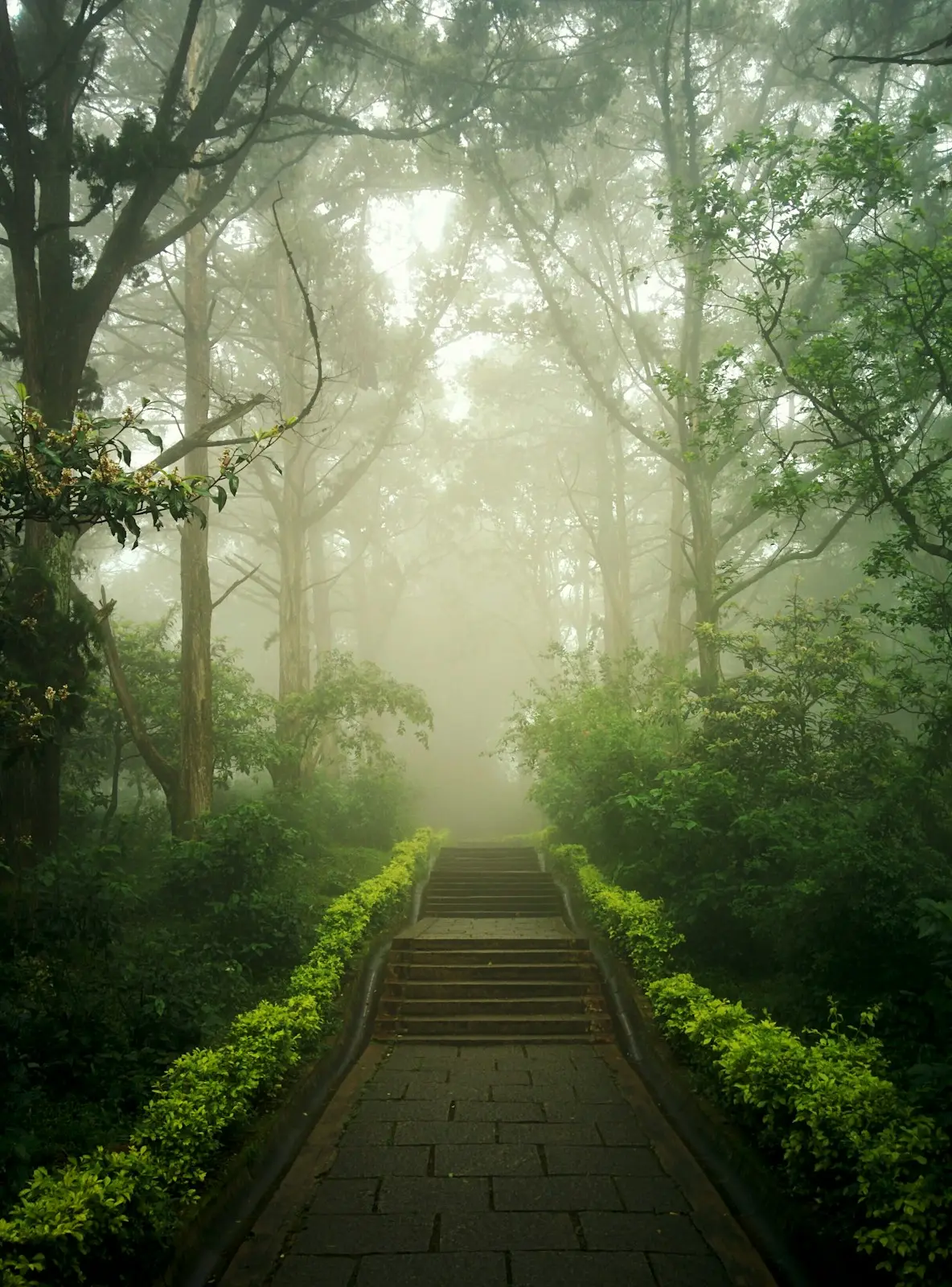 Stone stairs into a misty forest