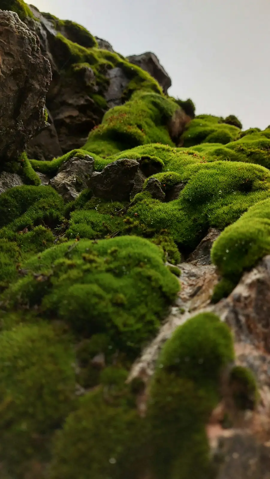 Cushion moss on grey stone